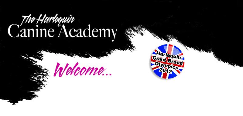 Harlequinagilityheader2