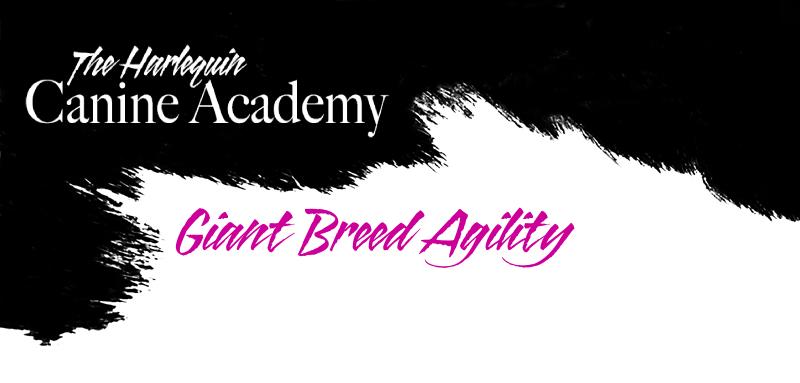 Harlequinagilityheader2