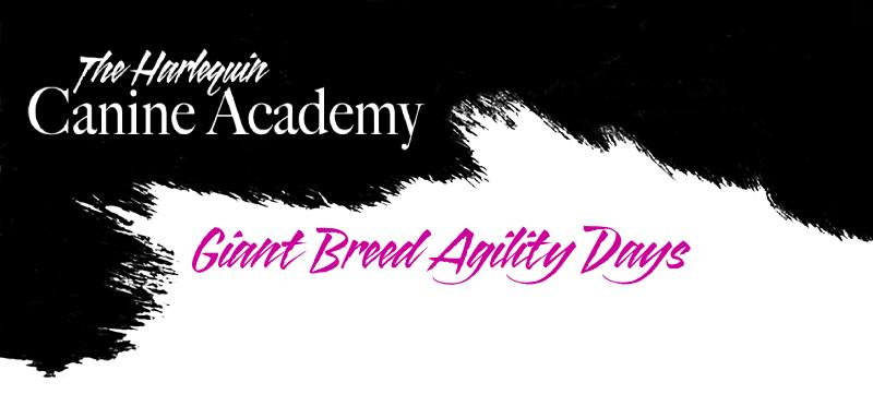 Harlequinagilityheader2