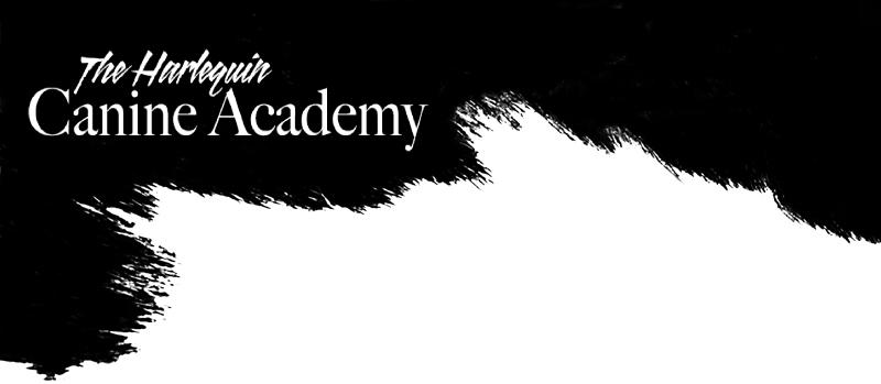 Harlequinagilityheader2