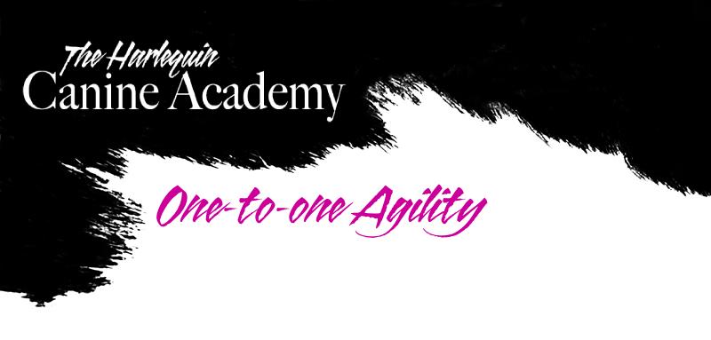 Harlequinagilityheader2