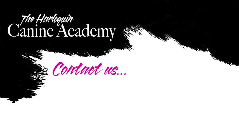 Harlequinagilityheader2